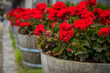 Red Flowers in Barrel