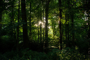 Golden sunlight between densely packed trees in Haagse Bos, forest in The Hague