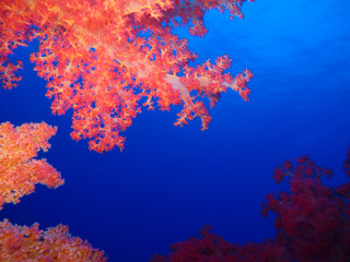 Fototapeta na wymiar Underwater world in deep water in coral reef and plants flowers flora in blue world marine wildlife, travel nature beauty exploration in diving trip,adventures recreation dive. Fish, corals,creatures