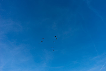 Netherlands,Wetlands,Maarken, a group of people flying kites in the sky