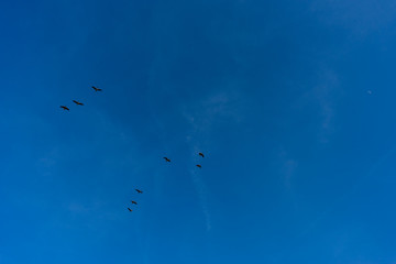 Netherlands,Wetlands,Maarken, a group of people flying kites in the sky