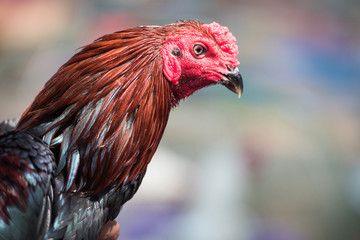 Head Red Fighting gamecock or Thai Chicken