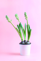 hyacinth flowers in a metal pot on a pink background. vertical frame