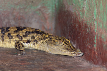Crocodile in a zoo