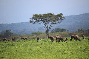 Deer in Baluran Savana Forest in Situbondo, East Java, Indonesia