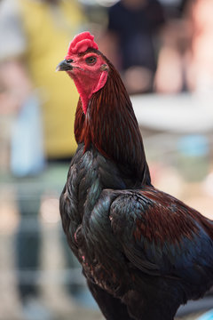 Head Red Fighting gamecock or Thai Chicken