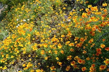 Obraz premium Mexican Gold Poppies Poppy Yellow Wildflower Superbloom Arizona Desert