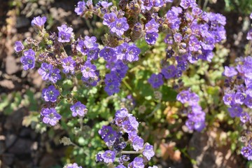 Purple Wildflowers Flowers Arizona Desert Sonoran
