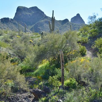Picacho Peak Wildflowers Spring Arizona State Park Mexican Gold Poppies Desert