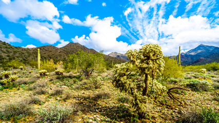 Hiking on the hiking trails surrounded by Saguaro, Cholla and other Cacti in the semi desert landscape of the McDowell Mountain Range near Scottsdale, Arizona, United States of America