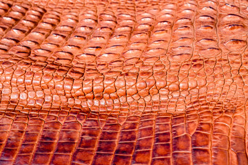crocodile skin leather isolated
