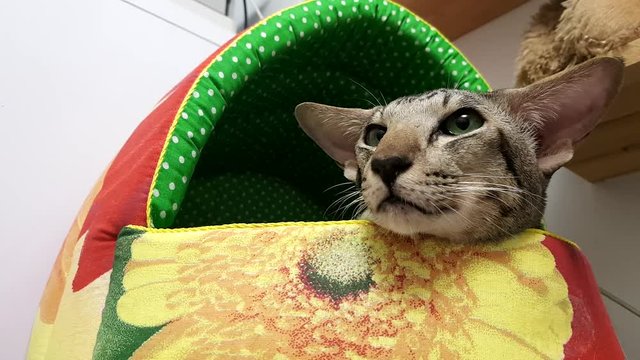 Close Up: Cute siamese Cat in office