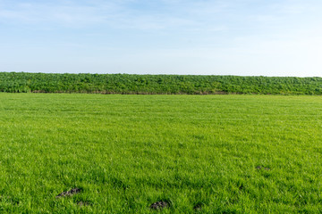 Netherlands,Wetlands,Maarken, Konza Prairie Natural Area, a close up of a lush green field with Konza Prairie Natural Area in the background