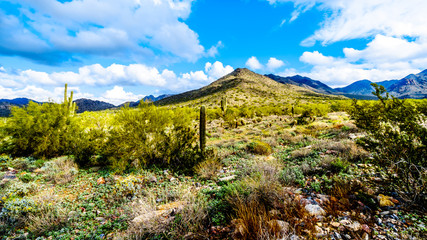 Hiking on the hiking trails surrounded by Saguaro, Cholla and other Cacti in the semi desert landscape of the McDowell Mountain Range near Scottsdale, Arizona, United States of America