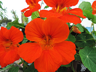 orange flower