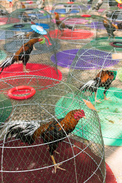 Many Fighting gamecock or Thai Chicken in a bamboo coop