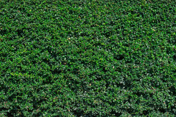 Green leaves wall texture for backdrop design, Nature Background.