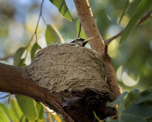 Peewee or Magpie-lark chick (Grallina cyanoleuca) in its nest - native to Australia