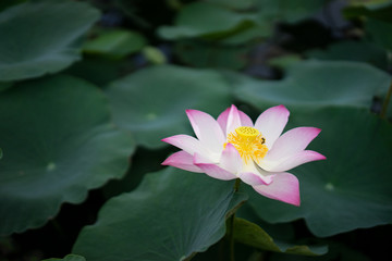 colorful Lotus flower in the pond