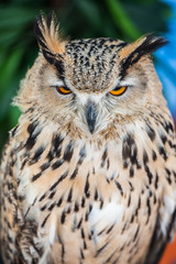 Owl eyes. Portrait of a Beautiful Owl.