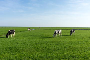 Fototapeta premium Netherlands,Wetlands,Maarken, a herd of cattle grazing on a lush green field
