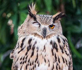 Owl eyes. Portrait of a Beautiful Owl.