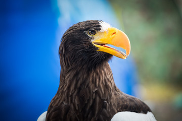 Black Eagle, close up shot with blurred background