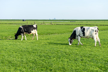 Fototapeta premium Netherlands,Wetlands,Maarken, a white cow standing on top of a lush green field