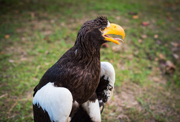 Eagle black, shot with Grass background