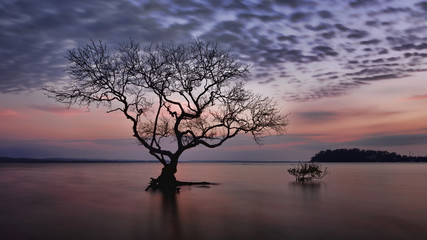 Silhouette of mangrove tree during beautiful sunrise, Salamander Bay, Port Stephens, NSW