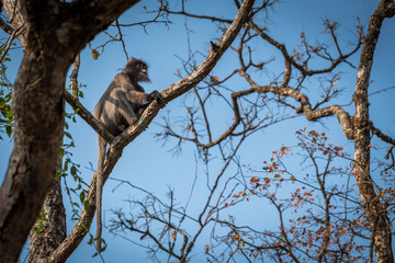 Phayre's langur relaxing on tree branch at Phukaew wildlife sanctuary Thailand.