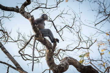 Phayre's langur relaxing on tree branch at Phukaew wildlife sanctuary Thailand.