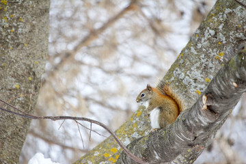 Close up view of an American red squirrel sitting on a tree branch in winter