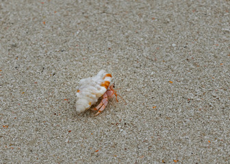 crab on the beach
