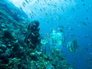 Plongée .Thailande