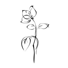 stylized flower on stem with leaf in black lines on white background