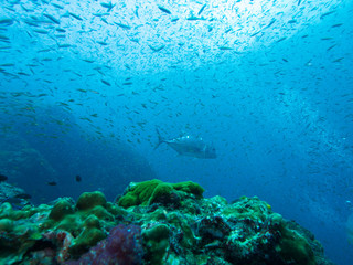 Plongée .Thailande