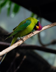 Bright Green, Yellow, and Purple Plumage on a Plum Crested Parrot  Rubbing His Head on a Branch