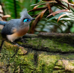 Aqua, Blue, and Grey Plumage on a Crested Coua  on the Ground
