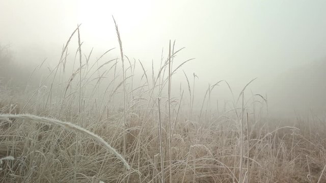 Slow pan through a frost covered field of grass shrouded in fog and mist. Pan, low angle, parallax. 4K