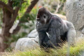 Weatern lowland gorilla