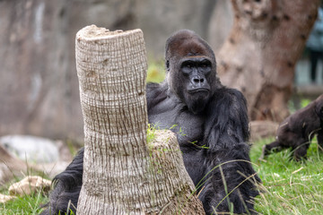Weatern lowland gorilla