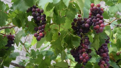 Uva da pasto ft7107_1135 Grape