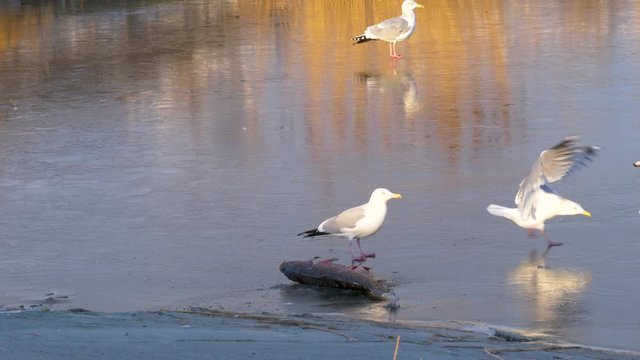 One seagull protects a dead fish from others try to sneak a bite