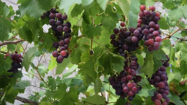 Uva da pasto ft7107_1135 Grape