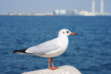海鳥