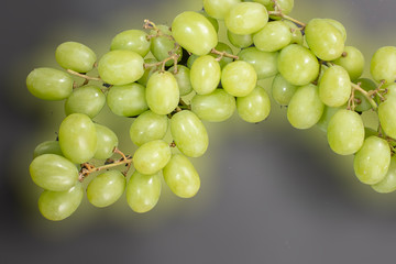 グリーンシードレス