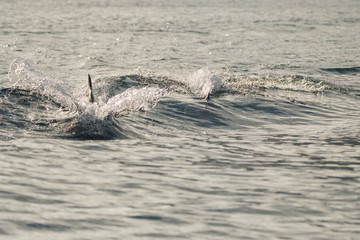 Fototapeta premium Dolphins in the bay of Khasab. Musandam. Oman