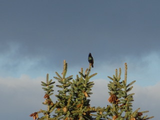 Vogel auf der Tanne