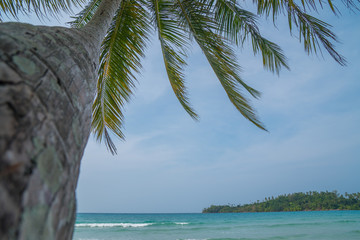 Fototapeta na wymiar Palm Beach In Tropical Paradise